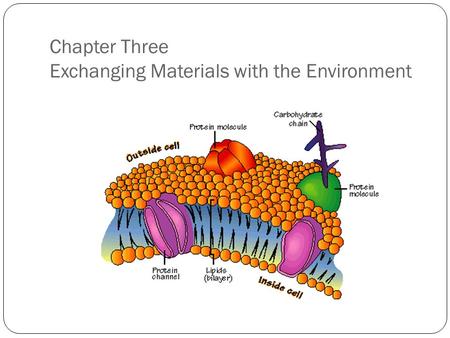 Chapter Three Exchanging Materials with the Environment.