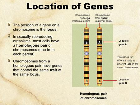 Location of Genes The position of a gene on a chromosome is the locus. In sexually reproducing organisms, most cells have a homologous pair of chromosomes.