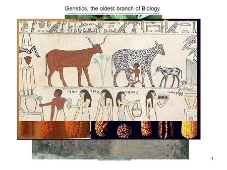 1 Genetics, the oldest branch of Biology. 2 Genetics = Information Flow Transmission Genetics = information flow between generations Molecular Genetics.