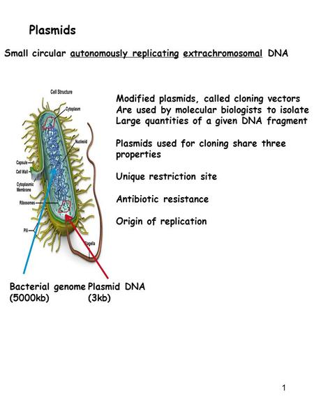 Plasmids Small circular autonomously replicating extrachromosomal DNA