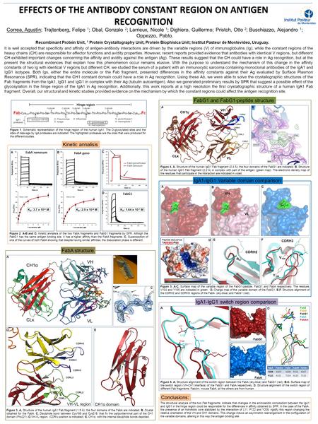 EFFECTS OF THE ANTIBODY CONSTANT REGION ON ANTIGEN RECOGNITION It is well accepted that specificity and affinity of antigen-antibody interactions are driven.