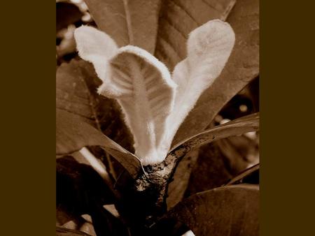 Apical organization Organization in plants is dependent upon programmed, controlled cell division, followed by growth, further cell division and ultimately,