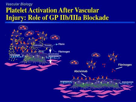 Intravenous GP IIb/IIIa Inhibitors Abciximab (c7E3 Fab, ReoPro) = Human- murine chimeric monoclonal Fab antibody fragment Eptifibatide (Integrilin) =