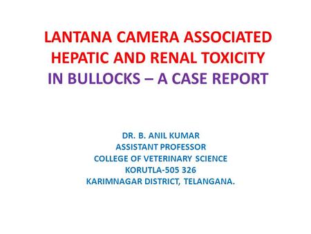 LANTANA CAMERA ASSOCIATED HEPATIC AND RENAL TOXICITY IN BULLOCKS – A CASE REPORT DR. B. ANIL KUMAR ASSISTANT PROFESSOR COLLEGE OF VETERINARY SCIENCE KORUTLA-505.