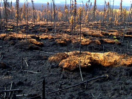 1. Ecological legacies are: Anything handed down from a pre-disturbance ecosystem (Perry 1994). The carry-over or memory of the system with regard to.