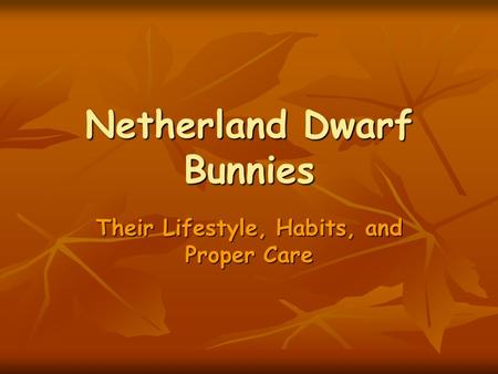 Netherland Dwarf Bunnies