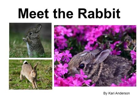 Meet the Rabbit By Kari Anderson.