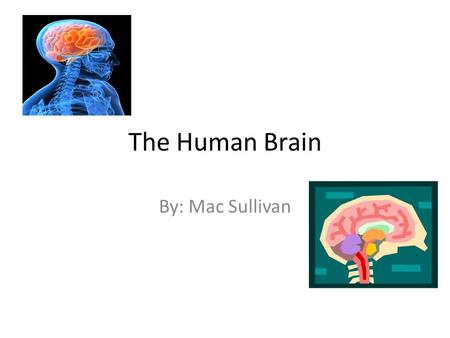 The Human Brain By: Mac Sullivan. Sizes of the Brain o It doesn’t matter what size you are to tell how smart you are, you could be a rabbit and be the.