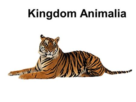 Kingdom Animalia.