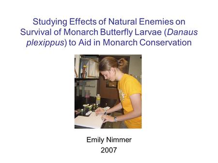 Studying Effects of Natural Enemies on Survival of Monarch Butterfly Larvae (Danaus plexippus) to Aid in Monarch Conservation Emily Nimmer 2007.