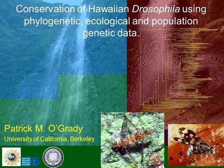 Conservation of Hawaiian Drosophila using phylogenetic, ecological and population genetic data. Patrick M. O’Grady University of California, Berkeley.