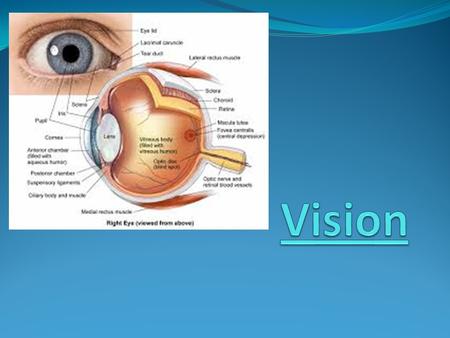 VISION AND VISUAL PERCEPTION The visual system is made up of: the eyes, visual cortex and visual association cortex Each eye is set into protective cavities.