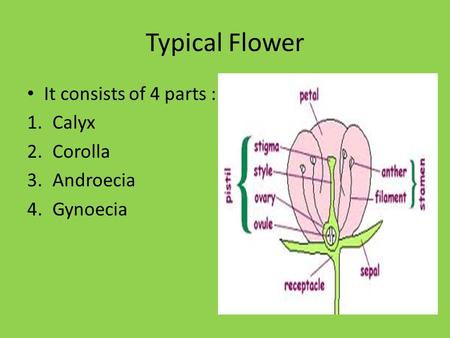 Typical Flower It consists of 4 parts : Calyx Corolla Androecia