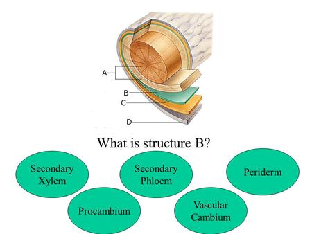 What is structure B? Periderm Secondary Xylem Secondary Phloem