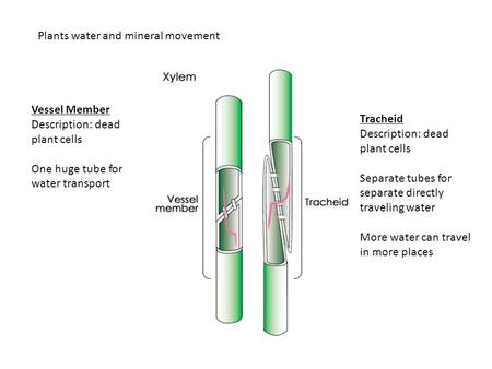 Plants water and mineral movement