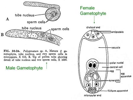 Female Gametophyte Male Gametophyte.