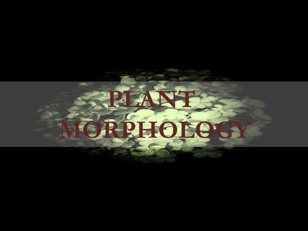 PLANT MORPHOLOGY.