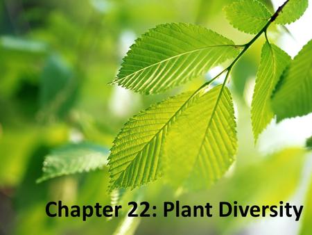 Chapter 22: Plant Diversity