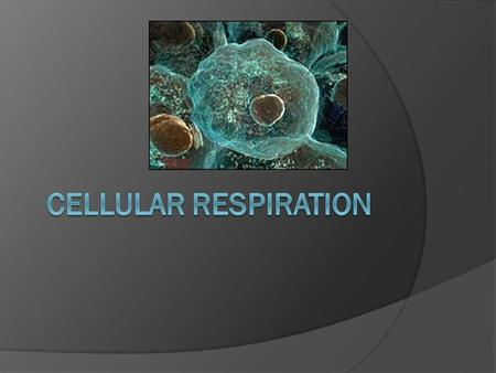 Cellular Respiration.