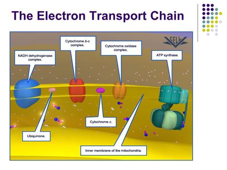 The Electron Transport Chain. Oxidative Phosphorylation Oxidative Phosphorylation is the indirect formation of ATP. It involves a series of redox reactions.