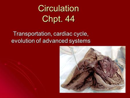 Circulation Chpt. 44 Transportation, cardiac cycle, evolution of advanced systems.