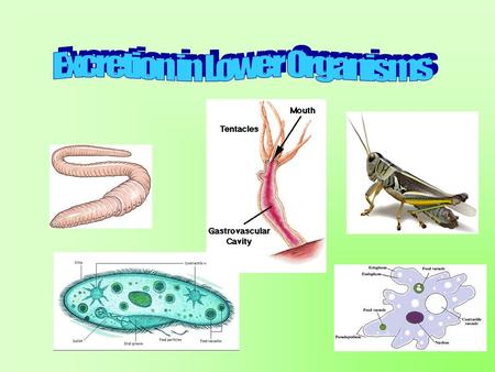 Excretion in Lower Organisms