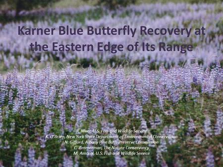 Karner Blue Butterfly Recovery at the Eastern Edge of Its Range R. Niver, U.S. Fish and Wildlife Service K. O’Brien, New York State Department of Environmental.