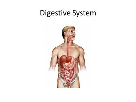 Digestive System.