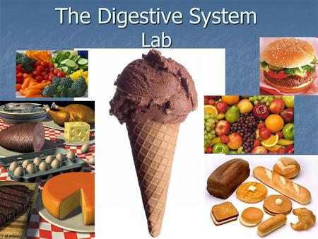 The Digestive System Lab