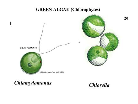 GREEN ALGAE (Chlorophytes)