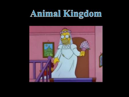 Animals Multi-cellular organisms that cannot make their own food, but have to ingest other organisms Do not have a cell wall but a skeletal structure.