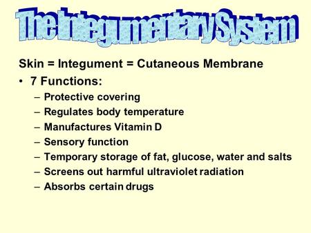 The Integumentary System