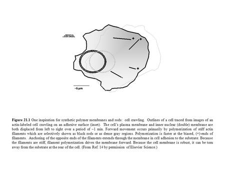 Figure 21.1 One inspiration for synthetic polymer membranes and rods: cell crawling. Outlines of a cell traced from images of an actin-labeled cell crawling.