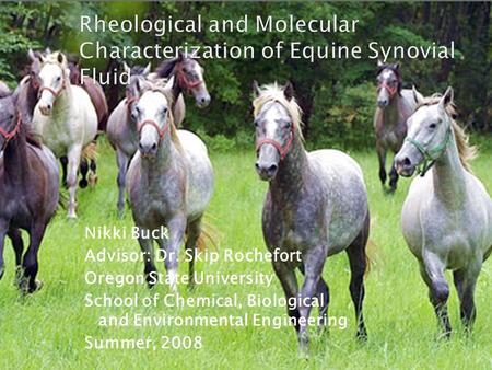 Rheological and Molecular Characterization of Equine Synovial Fluid