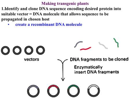 Making transgenic plants 1.Identify and clone DNA sequence encoding desired protein into suitable vector = DNA molecule that allows sequence to be propagated.