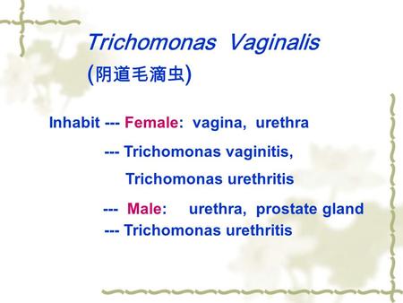 Trichomonas Vaginalis