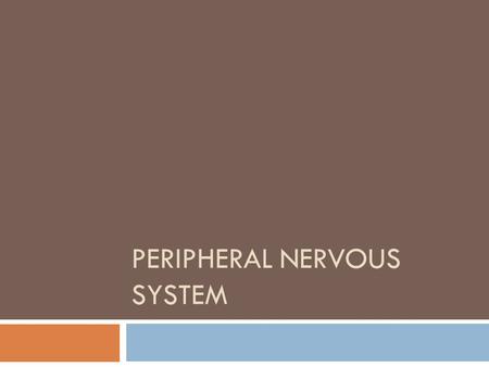 PERIPHERAL NERVOUS SYSTEM. PNS  Provides the relays to the central nervous system. It picks up sensory information from the environment and translates.