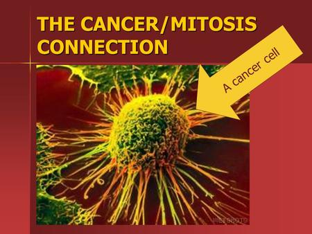 THE CANCER/MITOSIS CONNECTION