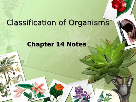 Classification of Organisms