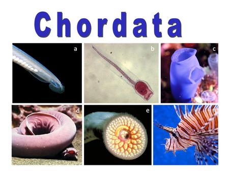 Phylum Chordata Subphylum Urochordata Subphylum Cephalochordata Subphylum Vertebrata tunicateslancets Agnathans Fish Sharks tetrapods.