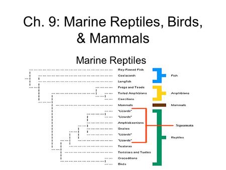 1 Ch. 9: Marine Reptiles, Birds, & Mammals Marine Reptiles.