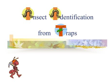 Nsect dentification from raps. Setting up your trap line Scout an appropriate site for your trap line. Remember, it should be at least 50 meters in length.