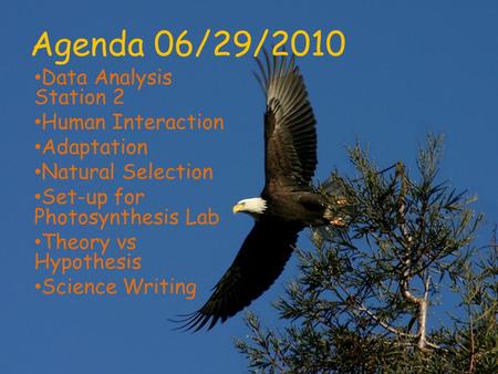 Agenda 06/29/2010 Data Analysis Station 2 Human Interaction Adaptation Natural Selection Set-up for Photosynthesis Lab Theory vs Hypothesis Science Writing.