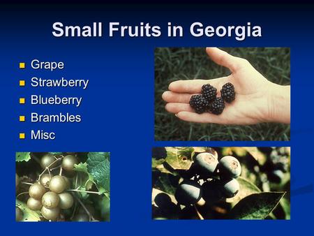 Small Fruits in Georgia