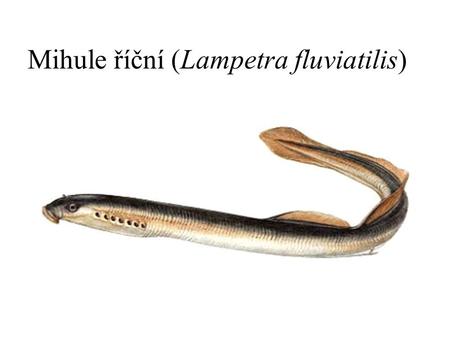 Mihule říční (Lampetra fluviatilis). Mihule potoční (Lampetra planeri)