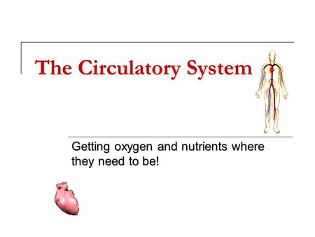 The Circulatory System