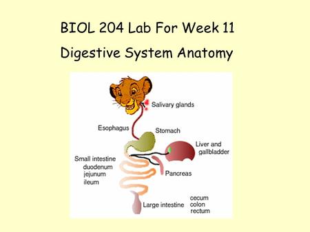 Digestive System Anatomy