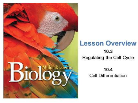 10.3 Regulating the Cell Cycle 10.4 Cell Differentiation