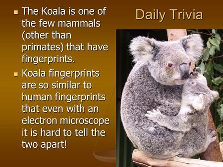 Daily Trivia The Koala is one of the few mammals (other than primates) that have fingerprints. The Koala is one of the few mammals (other than primates)