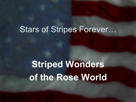 Stars of Stripes Forever… Striped Wonders of the Rose World.